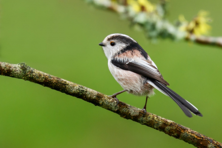 Long-tailed Tit 2