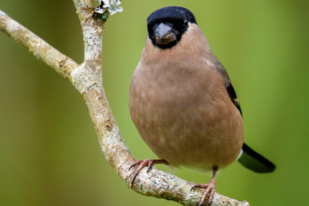Bullfinch (female)