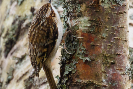 Treecreeper