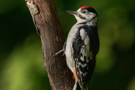 Great Spotted Woodpecker (juv)