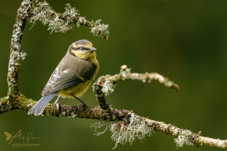 Blue Tit (juv)