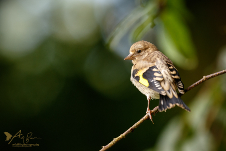 Goldfinch (juv)