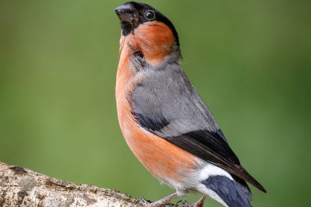 Bullfinch (male)