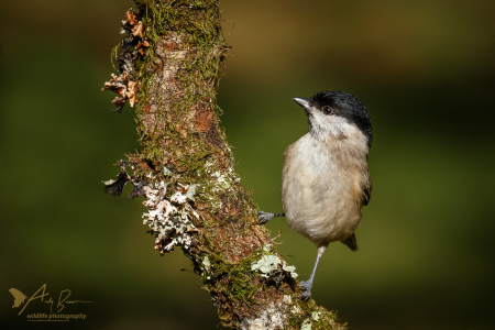Marsh Tit