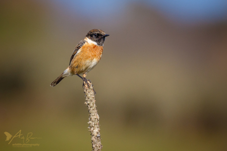 Stonechat (m)