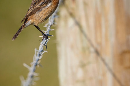 Stonechat