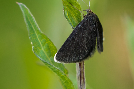 Chimney Sweeper (Odezia atrata)