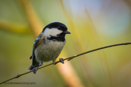 Coal Tit