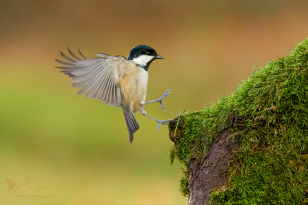 Coal Tit landing (Explored 29 December 2016)
