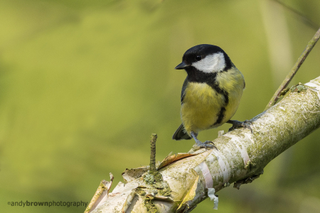 Great Tit