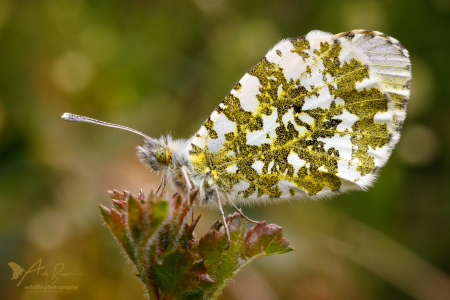 Female Orange Tip