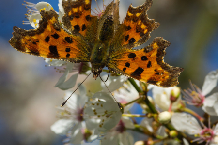 Comma on Blossom