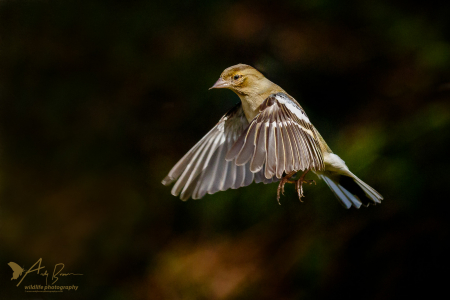 Female Chaffinch