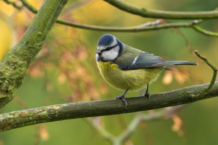 Blue Tit