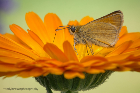 Small Skipper