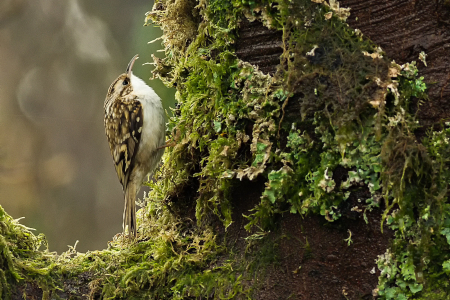 Treecreeper
