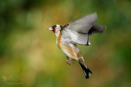 Goldfinch
