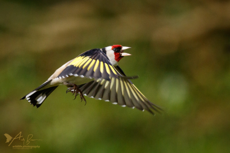 Goldfinch (Explored 15 April 2017)