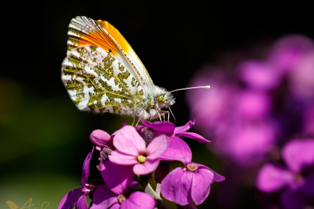 Male Orange Tip (Explored 27 April 2017)