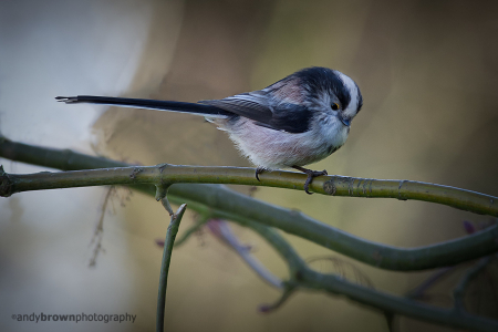 Long-tailed Tit