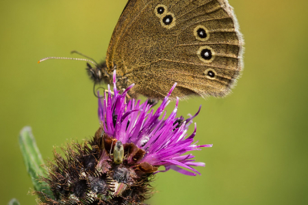 Ringlet