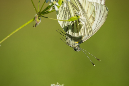 Green-veined Whites