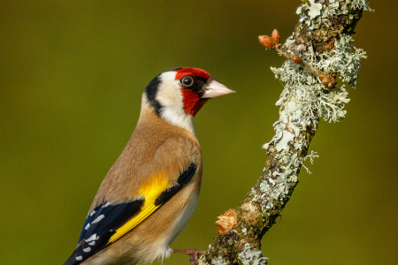 Goldfinch (Explored 3 April 2017)