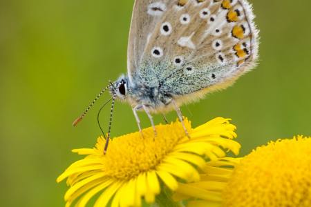 Common Blue (male)