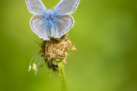 Common Blue (male)