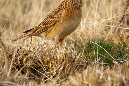 Skylark