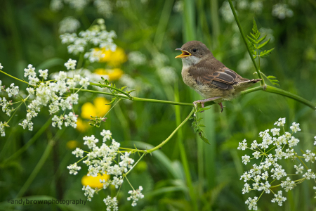 Whitethroat fledgling