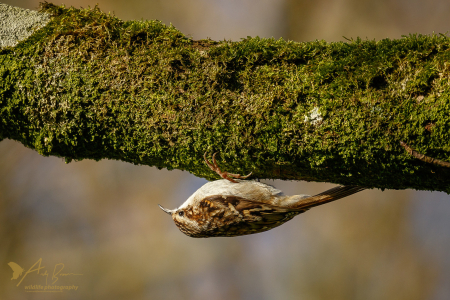 Treecreeper