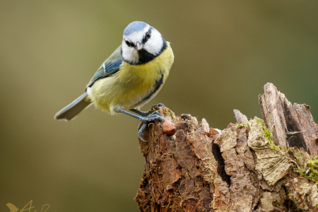 Blue TIt