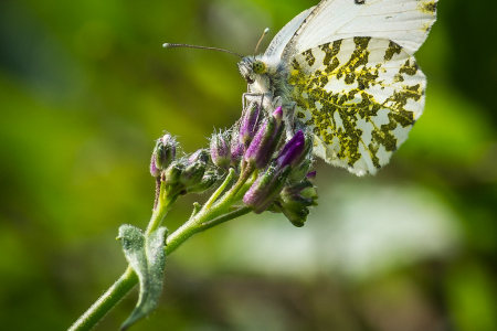 Orange Tip (Female)