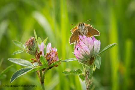 Small Skipper