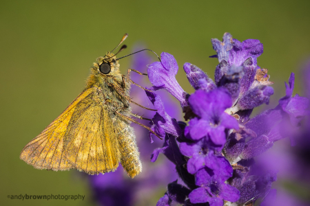 Large Skipper