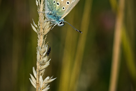 Common Blue (male)