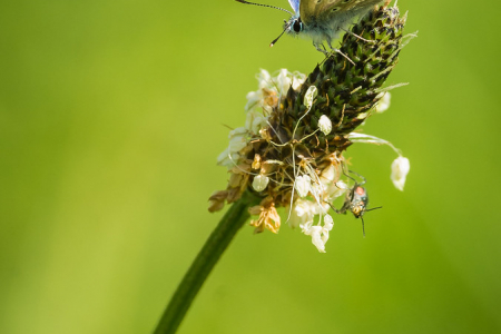 Common Blue male