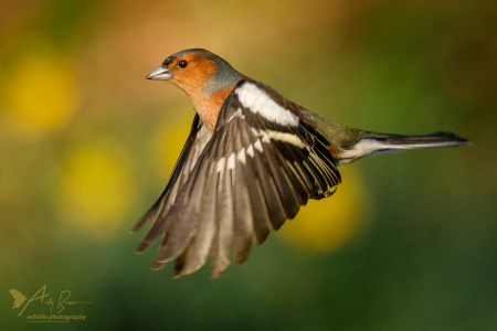Chaffinch (m) (Explored 22 March 2017)