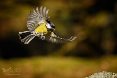 Coming in to land
