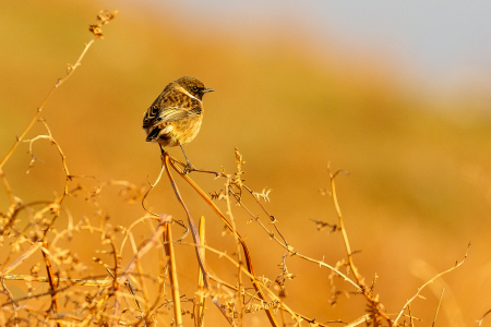 Stonechat (Explored 9 January 2017)