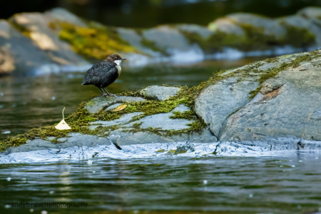 Juvenile Dipper