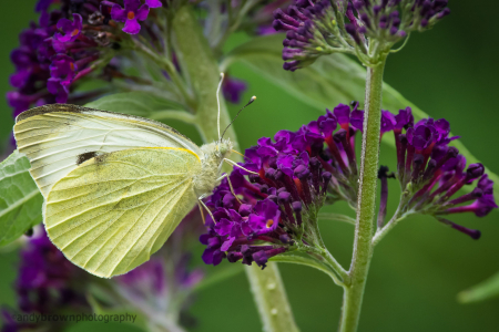 Large White