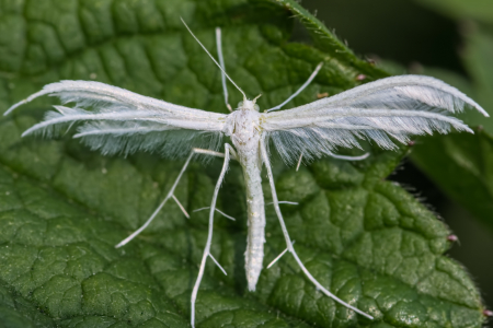 White Plume Moth