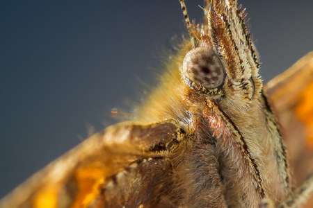 The Eye of the Comma