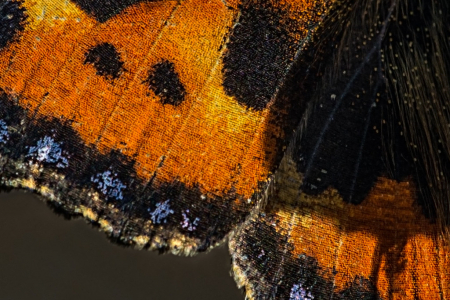 Small Tortoiseshell