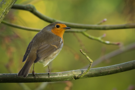 Robin