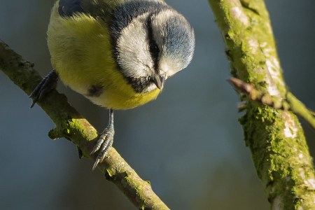 Blue Tit