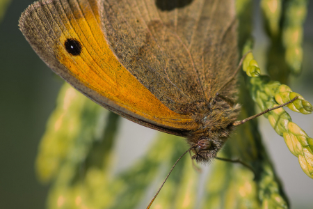 Meadow Brown