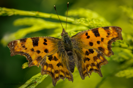Comma
